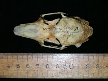 Media type: image;   Mammalogy 56905